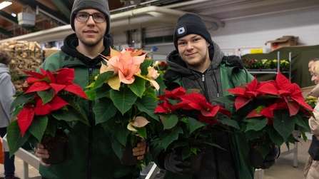 Auszubildende im Gartenbau präsentieren Weihnachtssterne zum Adventsmarkt 2025
